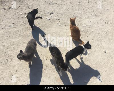 Un groupe de chats errants Banque D'Images