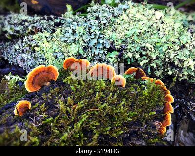 Moss et champignon poussant sur des arbres tombés dans une forêt dans le Nord de la Californie. Banque D'Images