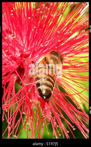 Shot Macro close up honey bee gathering pollen d'une fleur rouge Powder Puff, West End, Jamaïque Banque D'Images