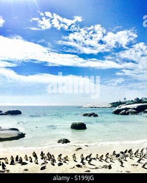 L'Afrique sauvage pingouins à Boulders beach, près de Cape Town , Afrique du Sud. Banque D'Images