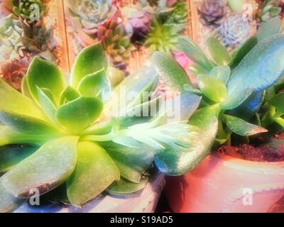 Plantes succulentes Banque D'Images