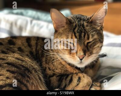 Un pedigree Bengal chat endormi à l'intérieur. Banque D'Images