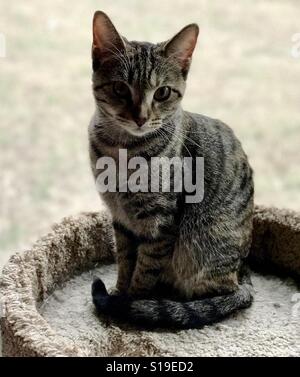 Magnifique un ans ou domestique American Shorthair tabby chat nommé Halo pour une place d'or unique sur son 👑 la couronne Banque D'Images