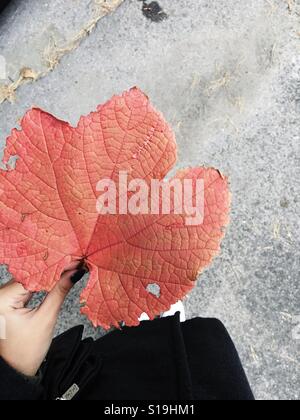 La main de femme tenant une feuille d'érable de l'automne Banque D'Images