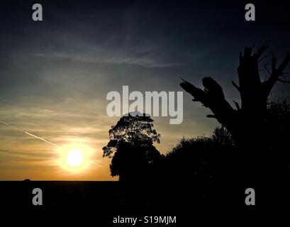 Coucher du soleil sur la frontière d'Essex, de Suffolk au Royaume-Uni avec une silhouette d'arbre et une belle silhouette arbre mort. Banque D'Images