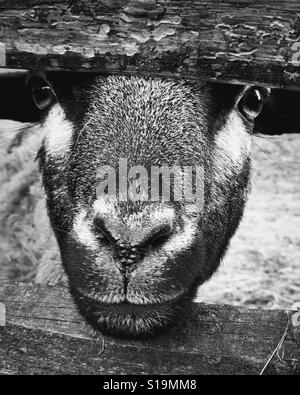 Visage de chèvre à la direction de l'appareil photo avec la tête entre une clôture en noir et blanc Banque D'Images