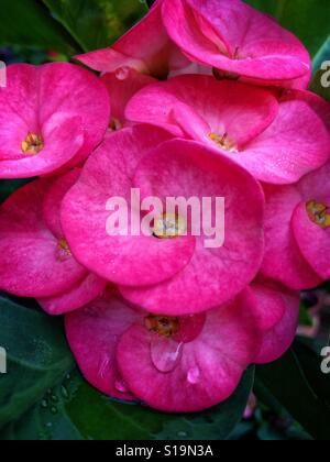 Rose fleurs des iles tropicales de la Couronne d'Épines plante avec les gouttelettes d'eau en close up, Euphorbia milii Banque D'Images