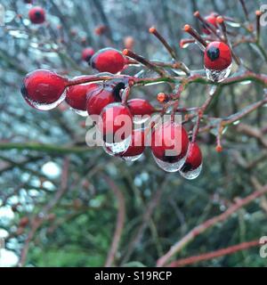 Fruits rouges recouverte de glace Banque D'Images