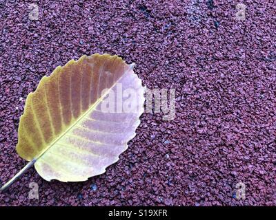 Une feuille est un organe d'une plante vasculaire et est le principal appendice latéral de la tige. Les feuilles et de la tige forment ensemble la pousse. Banque D'Images