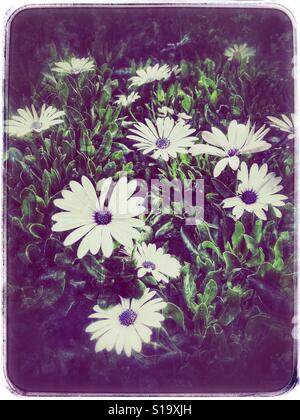 Le cap de l'Afrique en pleine floraison de marguerites, Ostéospermum Banque D'Images