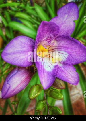 Freesia, fleur et boutons Banque D'Images