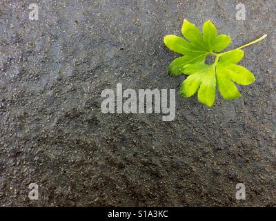 Une feuille est un organe d'une plante vasculaire et est le principal appendice latéral de la tige. Banque D'Images