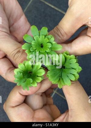 Une feuille est un organe d'une plante vasculaire et est le principal appendice latéral de la tige. Banque D'Images