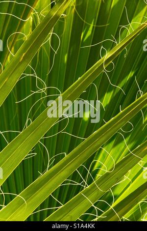 Frondes et de filaments de Californie Fan Palm tree, 49 Palms oasis, Joshua Tree National Park, Californie Banque D'Images