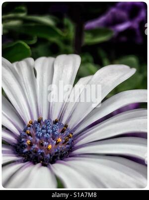 Le cap de l'Afrique dans le jardin, Daisy Osteospermum ecklonis Banque D'Images