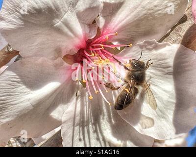 Abeille sur fleur d'amande Banque D'Images