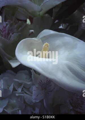 Calla Lilly Banque D'Images