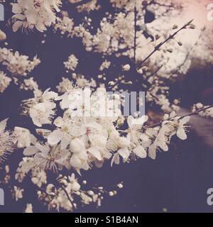 Prunier sauvage en fleurs. Banque D'Images