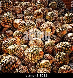 Coeurs récoltés, piñas, de l'agave bleu sont empilés prêts pour le traitement. Banque D'Images