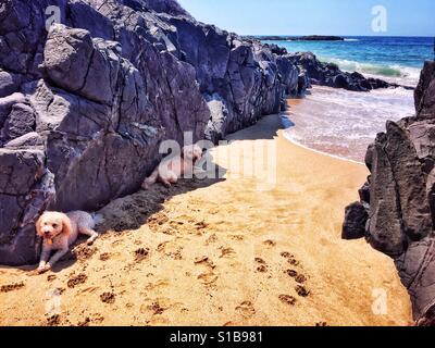 Deux Labradoodle chiens reste à l'ombre d'un affleurement rocheux après avoir joué sur une plage de Nayarit, Mexique. Banque D'Images