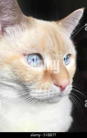 Un closeup portrait of a white flamepoint Siamese Cat Banque D'Images