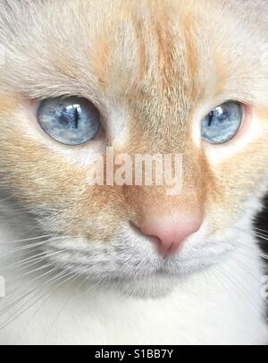 Un closeup portrait of a white flamepoint siamois aux yeux bleus Banque D'Images