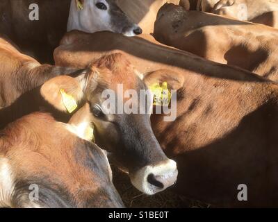 Les vaches de Jersey Banque D'Images