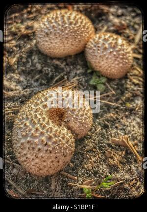 Champignons Puffball peeling, Lycoperdon marginatum Banque D'Images