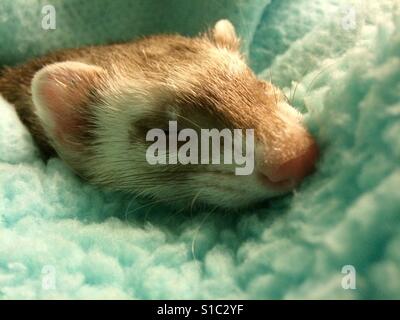 Un furet dort à l'intérieur des pyjamas. Banque D'Images