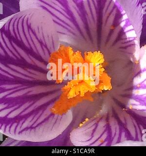 Vibrant jaune à rayures violet et close-up d'une fleur de crocus en fleurs au printemps Banque D'Images