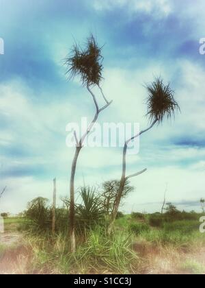 Pandanus arbres dans le Territoire du Nord de l'Australie. Banque D'Images