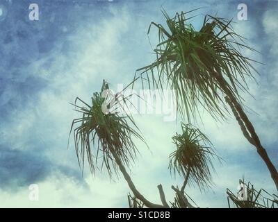 Pandanus arbres dans le Territoire du Nord de l'Australie. Banque D'Images