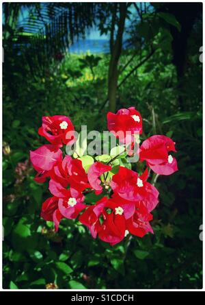 Bougainvilliers rouges dans un jardin tropical en bord de mer Banque D'Images