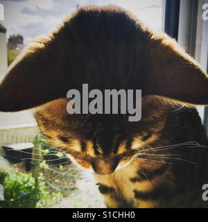 Un gros plan d'un Bengal chat assis sur un rebord de fenêtre, regardant vers le bas. Banque D'Images