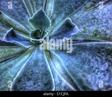 Plante succulente close up Banque D'Images