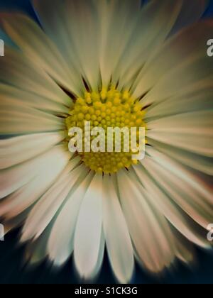 Daisy en close up, blanc et jaune Banque D'Images