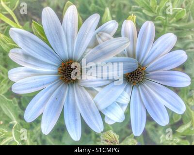 Ostéospermum, deux marguerites blanches Banque D'Images