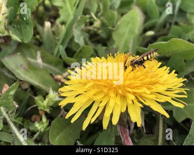 Une guêpe venant butiner une fleur de pissenlit Banque D'Images