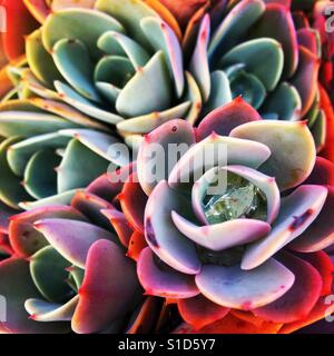 Les plantes succulentes Banque D'Images