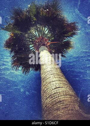 Palmier Washingtonia contre le ciel bleu. Low angle Banque D'Images