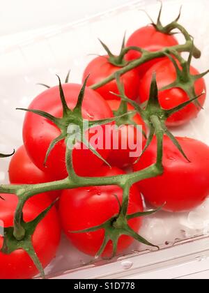 Les tomates mûries sur vigne Banque D'Images