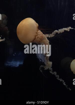 Un gros plan d'un jelly fish Banque D'Images