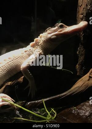 Un beau coup d'un crocodile albinos Banque D'Images