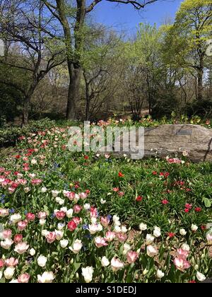 Tulipes en pleine floraison sur une chaude journée ensoleillée dans Central Park, New York City, USA Banque D'Images