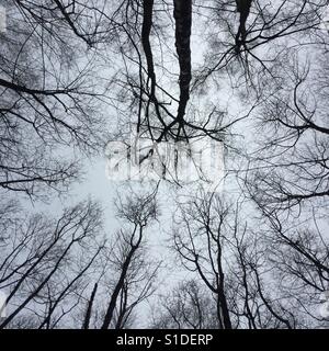 Vue du bas vers le haut pour d'araignée de branches d'arbre Banque D'Images