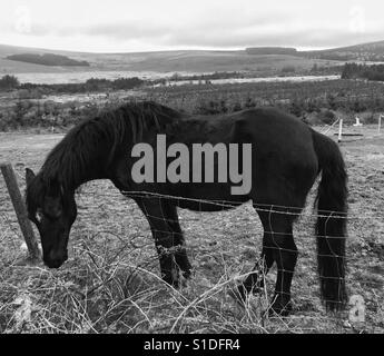 Un noir et marron cheval adulte broute dans un rosier paddock près de la montagne qui l'a amenée à Pembrokeshire, Pays de Galles, Royaume-Uni. Photographié en noir et blanc. Banque D'Images