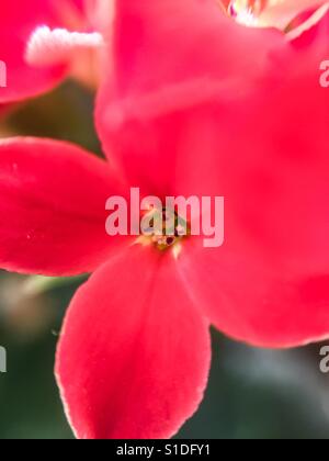 Kalanchoe rouge libre Banque D'Images