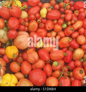 Une grande variété de tomates biologiques cultivés dans la Grande-Bretagne. Banque D'Images