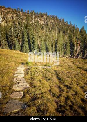 Suivez (et restez sur) le sentier à Panther Meadow sur le Mont Shasta en Californie du Nord. Banque D'Images