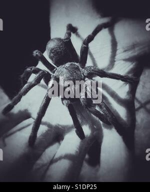 Tarantula spider sur une main Banque D'Images